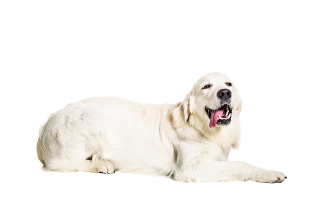 Labrador Retriever op een witte achtergrond