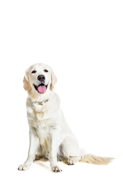 Labrador Retriever op een witte achtergrond