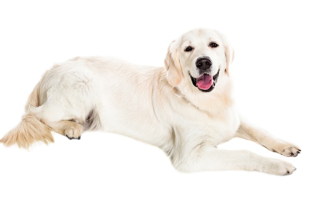Labrador Retriever op een witte achtergrond