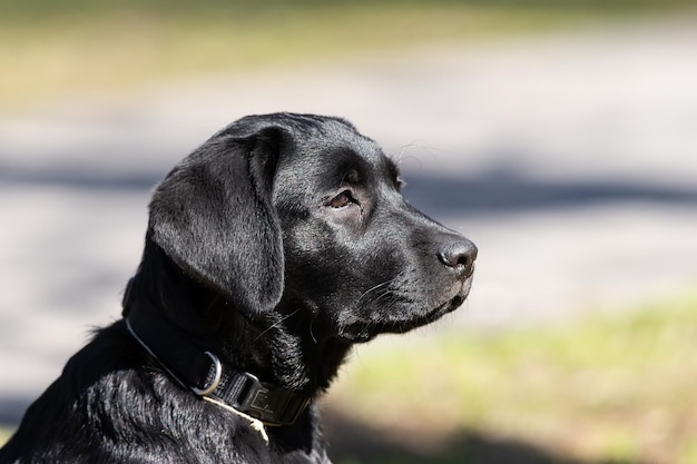 Labrador retriever pup in gras