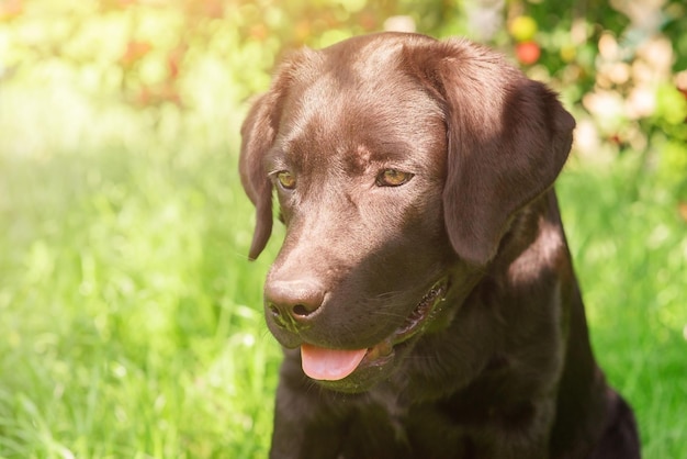 Labrador retriever pup portret op de achtergrond van een boom met fruit huisdier Een hond op een zonnige dag