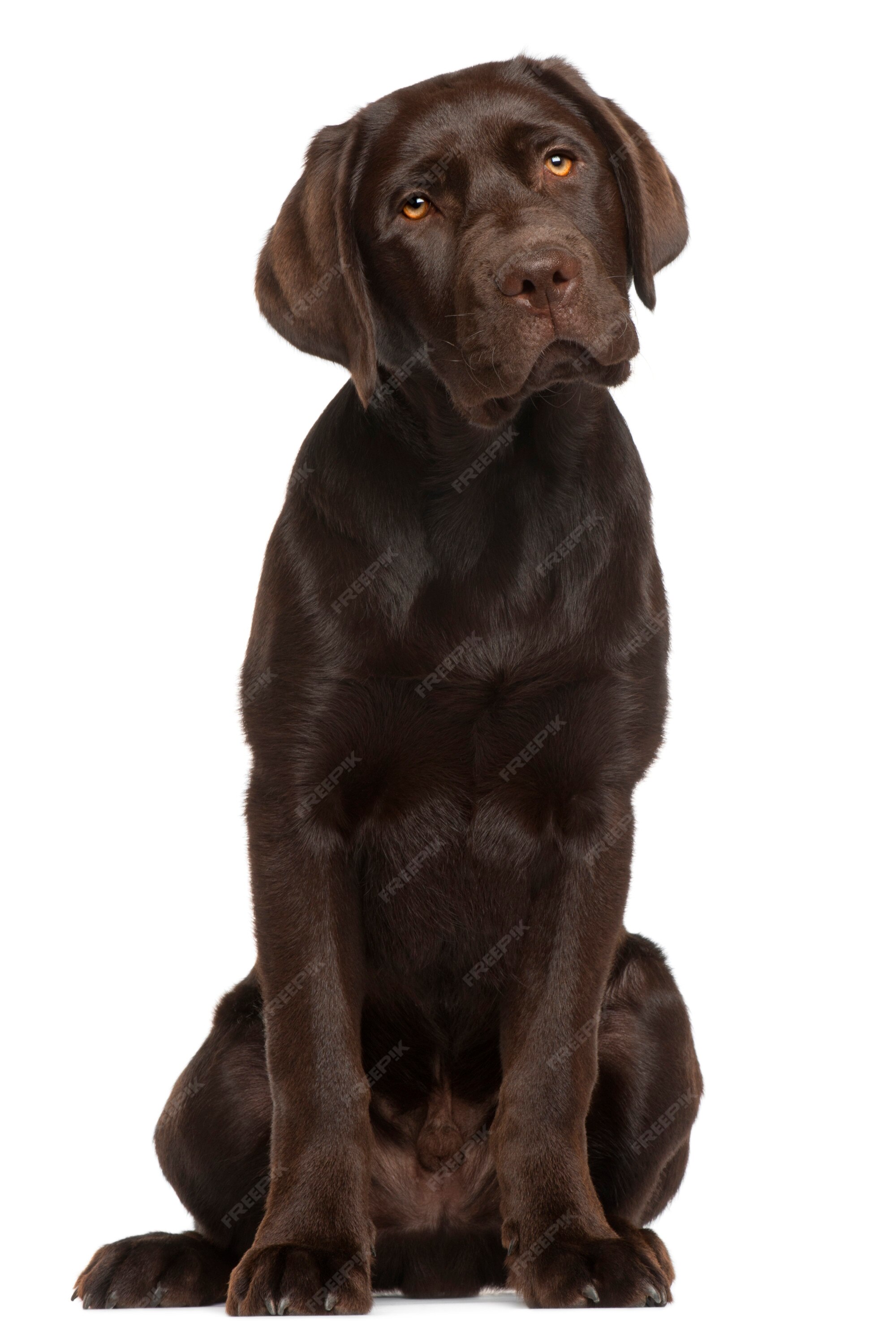 Premium Photo | Labrador retriever puppy, 5 months old, sitting