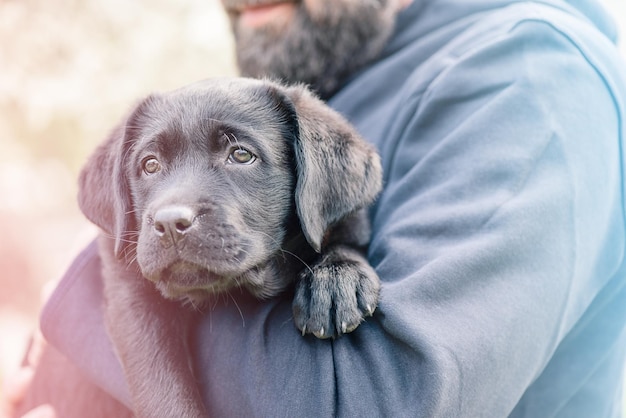 彼の飼い主の腕の中でラブラドールレトリバーの子犬かわいい犬