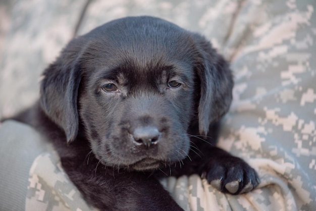 Labrador retriever puppy of black color on the hands Soft focus