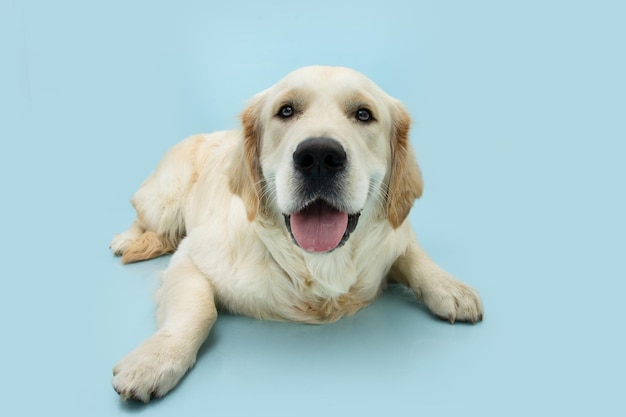 Labrador retriever puppy dog lying down and looking at camera Isolated on blue pastel background