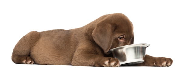 Labrador Retriever puppy lying down