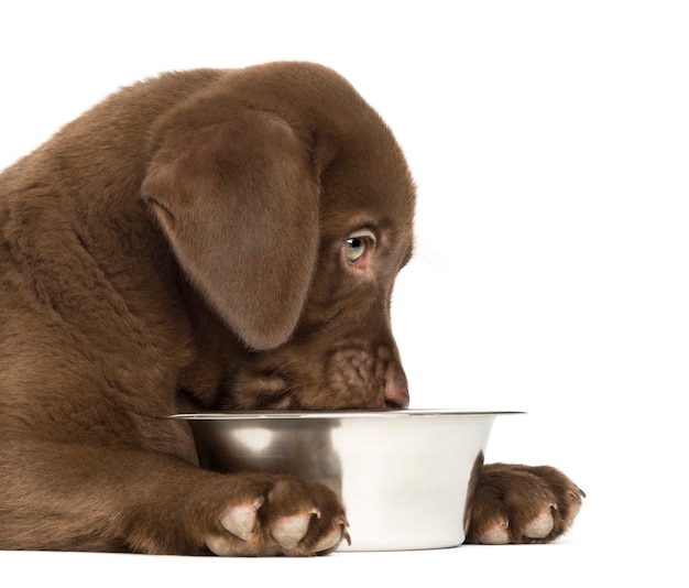 Labrador Retriever Puppy the mouth in his empty do