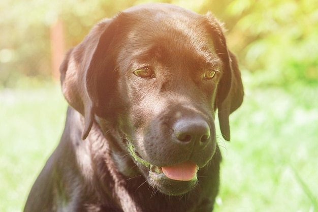 ラブラドールレトリバーの子犬の肖像画ペット晴れた日の犬緑の背景の犬