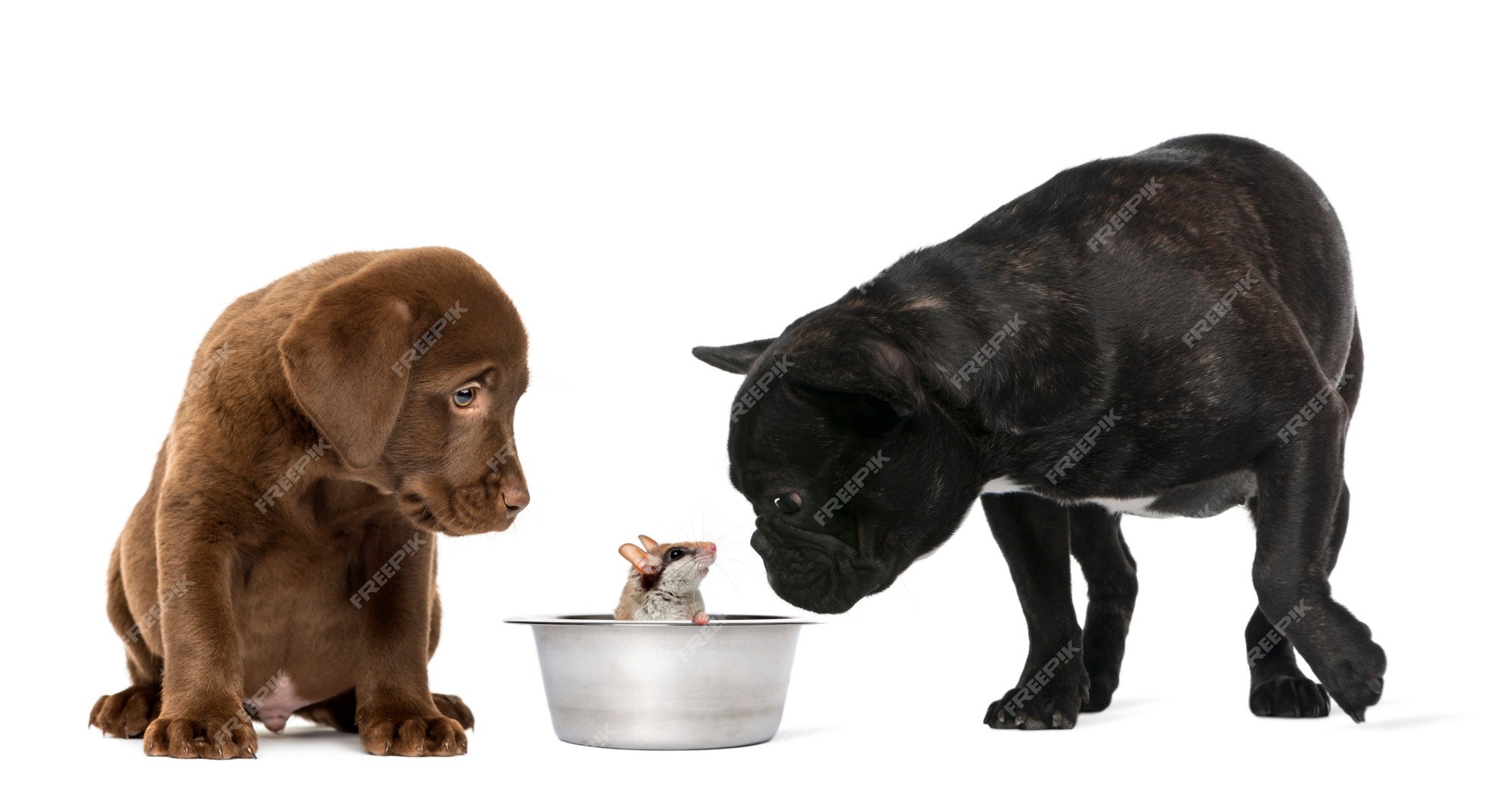 Unlocking the Potential of Your Dog's Health: The Role of Dog Food Nutrition thumbnail