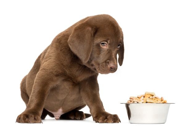 Labrador retriever cucciolo seduto con la ciotola del cane pieno