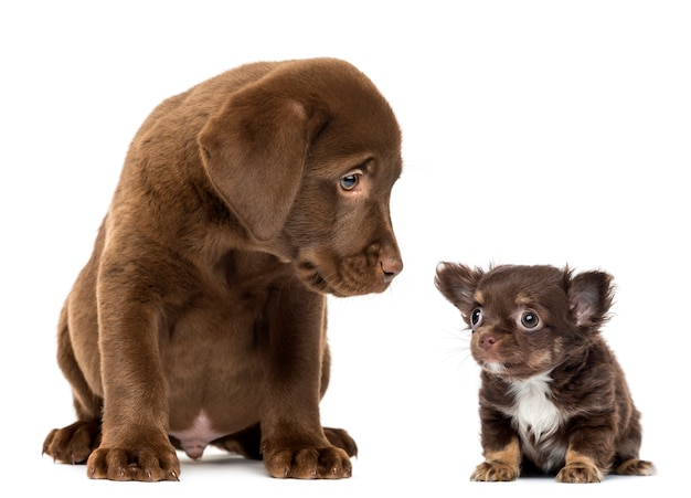 Labrador Retriever Puppy sitting