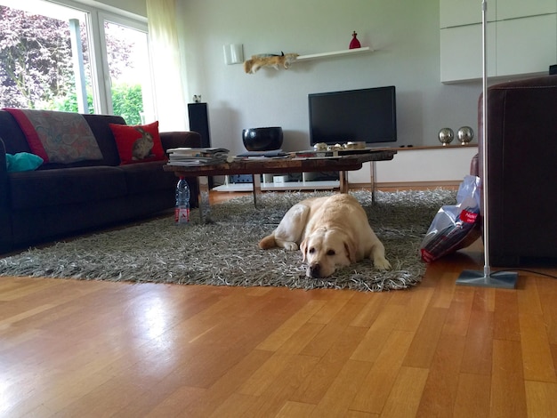 Лабрадор-ретривер отдыхает на ковре дома