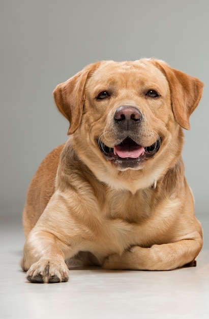 Labrador retriever sitting in front of gray background