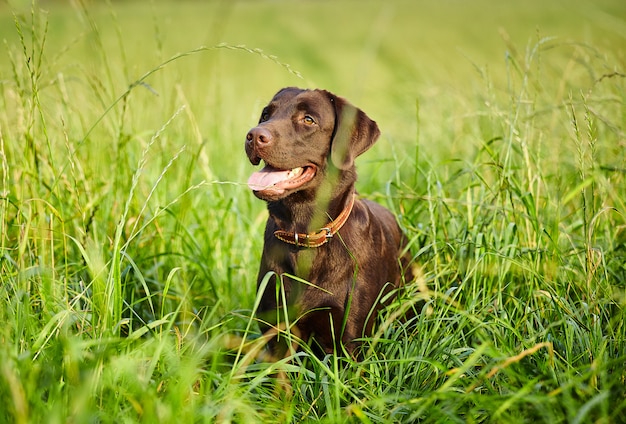 Labrador Retriever sitting in the grass