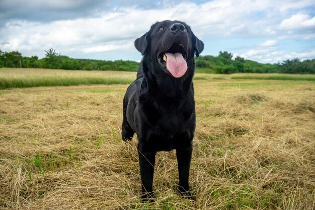 labrador retriever spelen op een grasveld