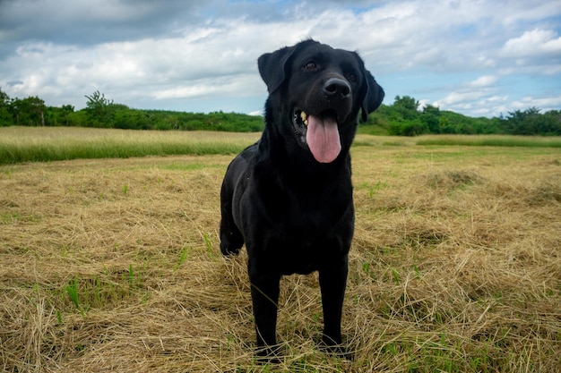 labrador retriever spelen op een grasveld