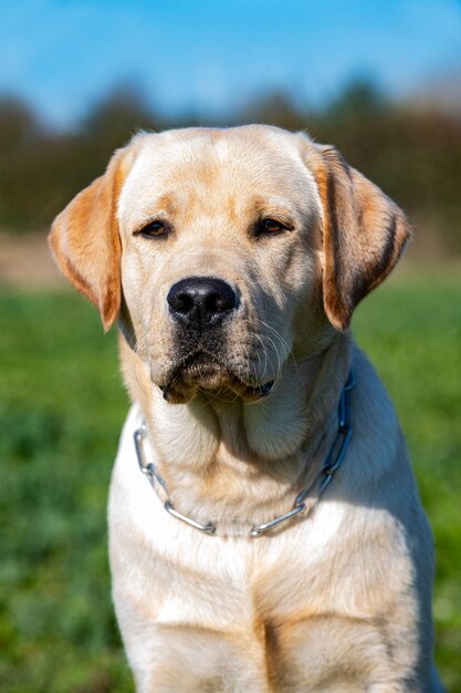 Labrador retriever staying for a training of obedience