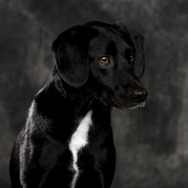 Labrador retriever voor een grijze muur