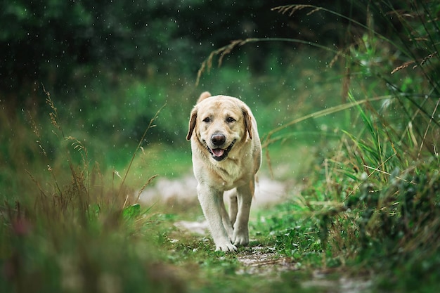 Labrador Retriever walking along path in nature