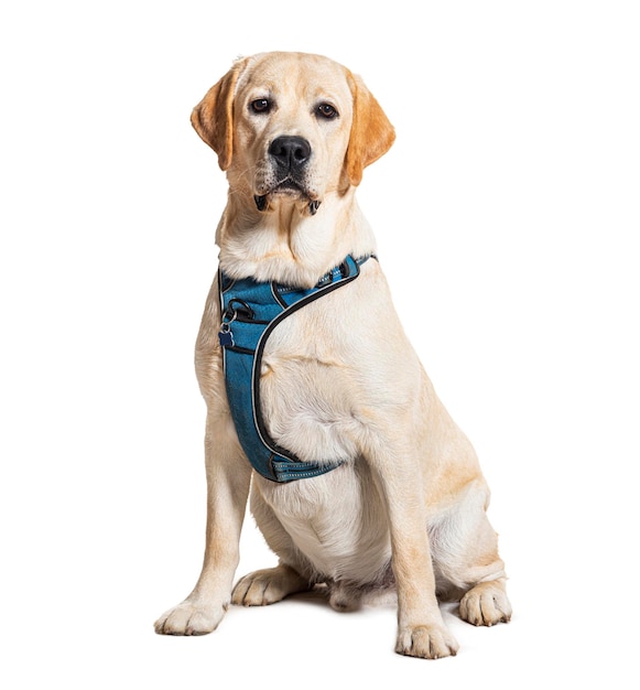 Labrador Retriever wearing with harness isolated on white