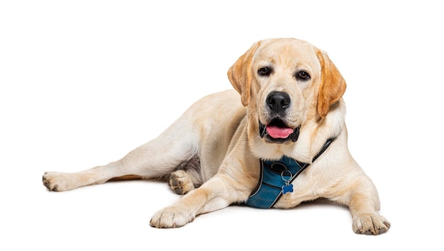 Labrador Retriever wearing with harness isolated on white