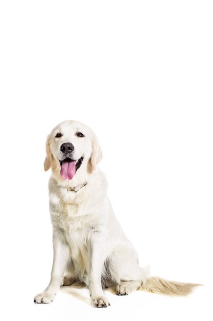 Labrador retriever on white background