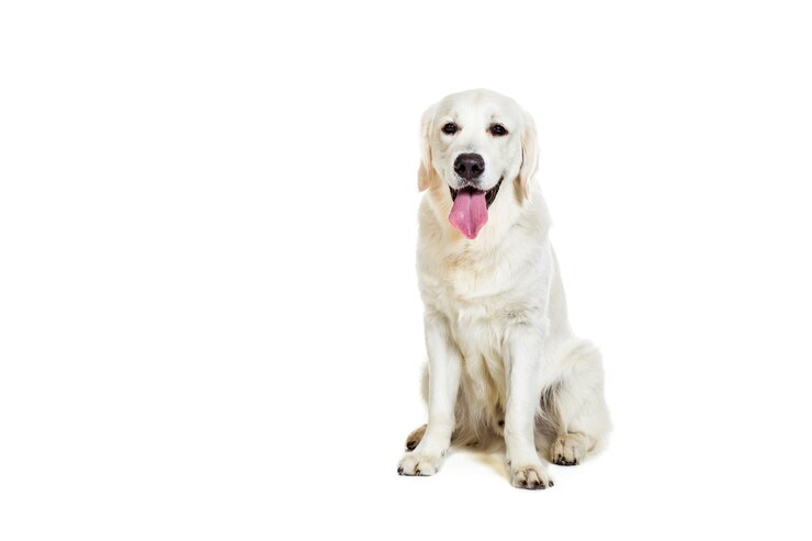 Labrador retriever on white background