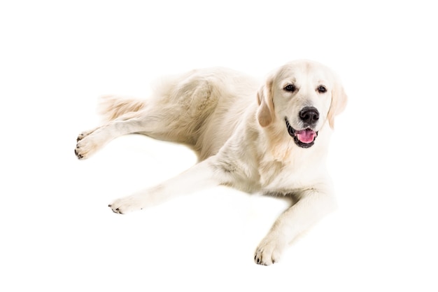 Labrador retriever on a white background