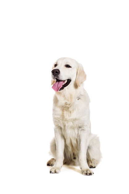 Labrador Retriever on a white background