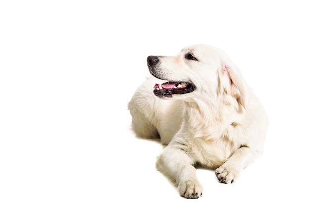 Labrador Retriever on a white background