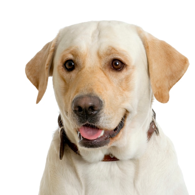 Labrador retriever white dog portrait isolated