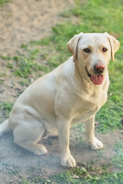 Labrador retriever