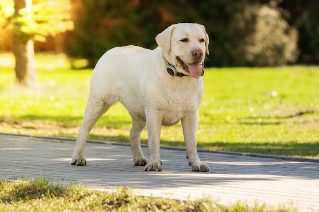 labrador retriever