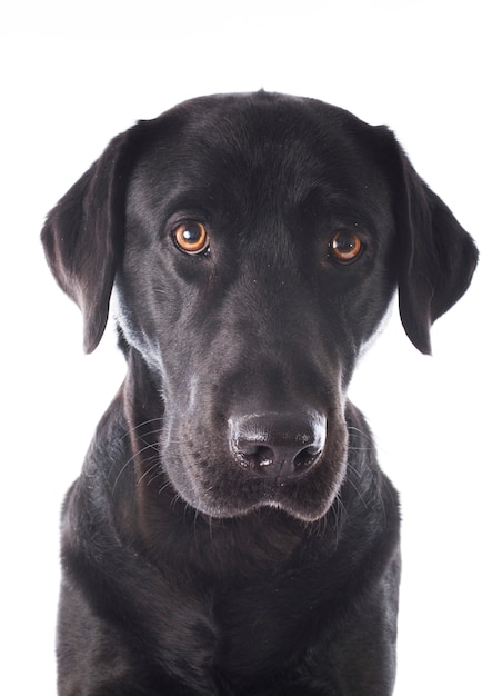 labrador retriever