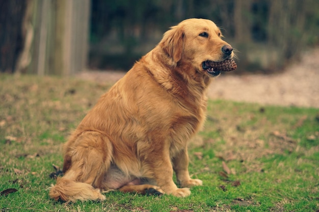 写真 ラブラドル·レトリーバー犬