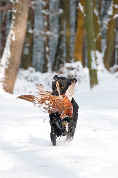 Labrador retrieving a pheasant in the snow