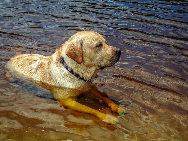 Foto labrador nell'acqua del fiume