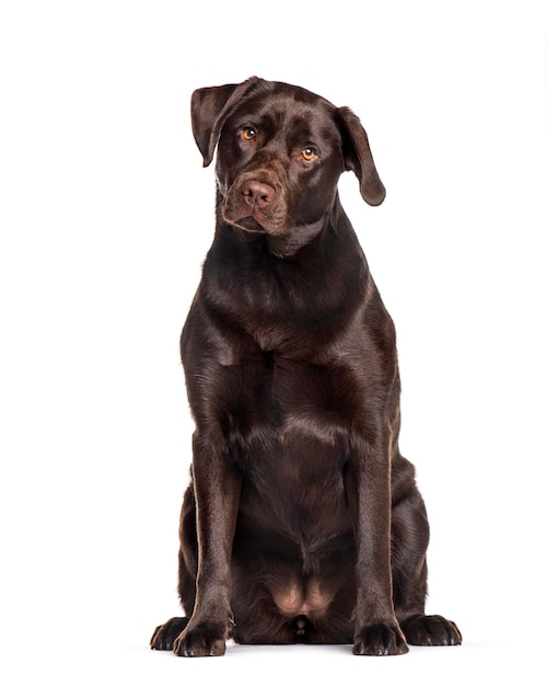 Labrador sitting against white background