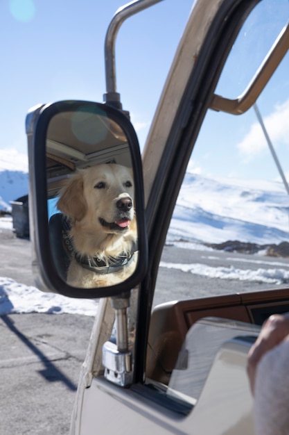 写真 冬の旅行中にキャンピングカーの前部座席に座っているラブラドール