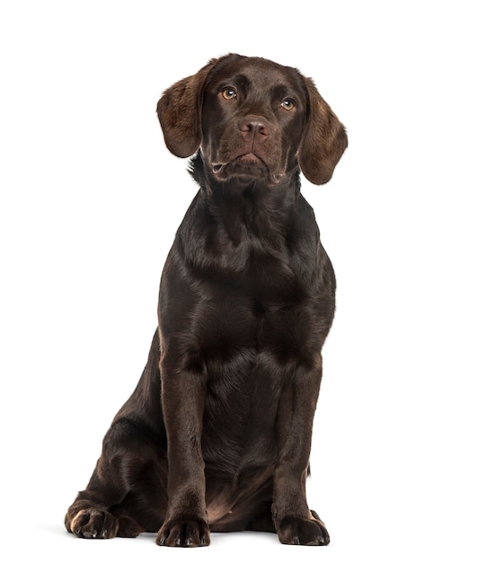 Labrador sitting, isolated on white