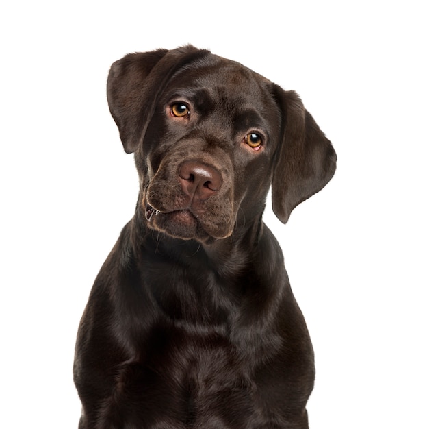 Labrador voor witte muur