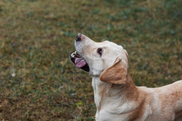 Labrador on a walk in the park