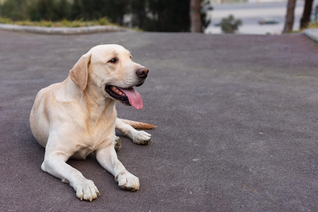 Labrador on a walk in the park