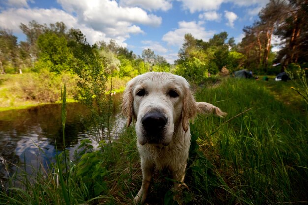 Labrador