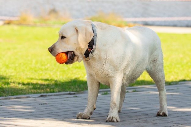 Labradorhond met bal