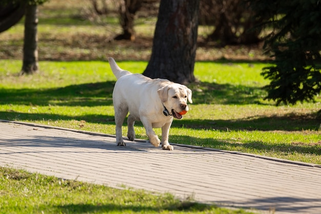 Labradorhond met bal