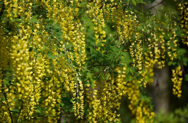 Laburnum tree or golden rain on a spring day in the park