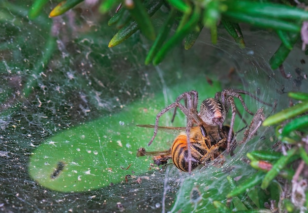 Labyrinth spider in its web with a bee prey