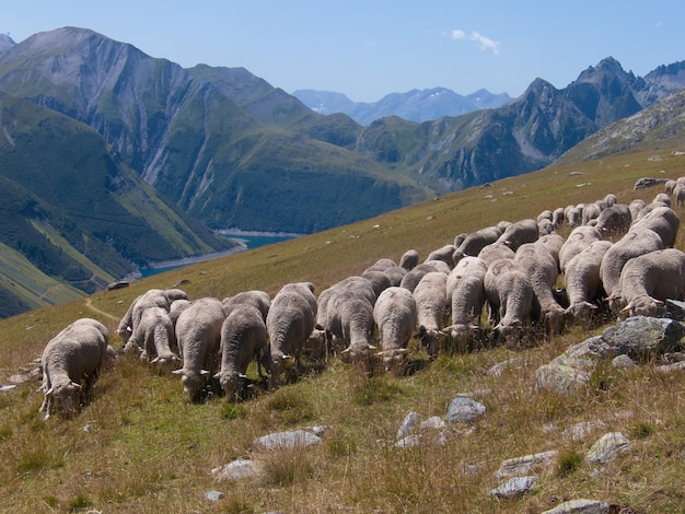 Lac de la combehaute savoiefrance