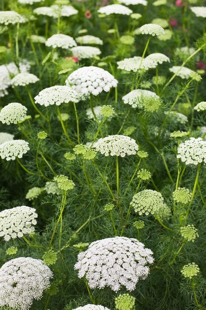 레이스 플라워 또는 비숍 잡초, Ammi majus